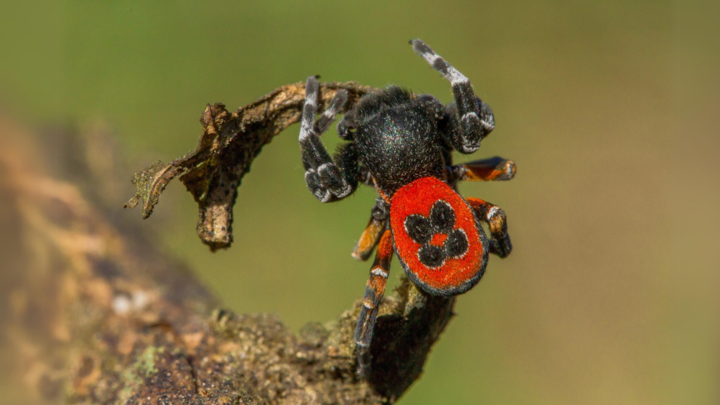 Ladybird Spider