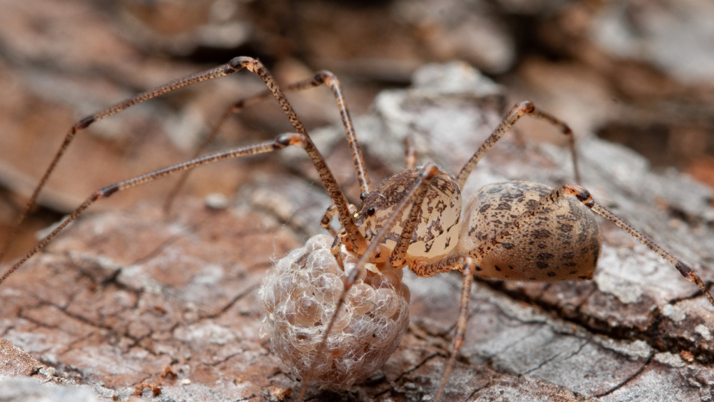 Spitting Spider