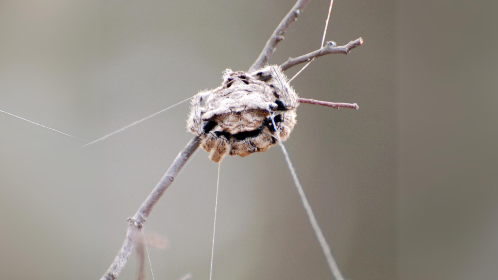 Darwin's Bark Spider