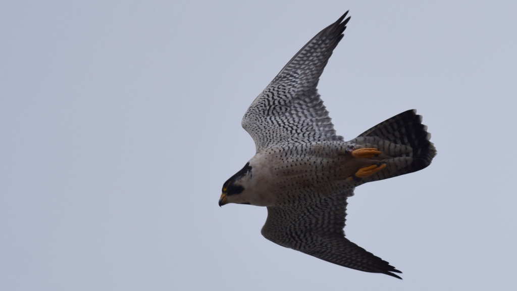 Peregrine Falcon | Fastest Animal on Earth