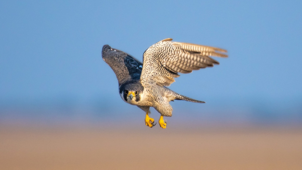 Peregrine Falcon | Built for Speed