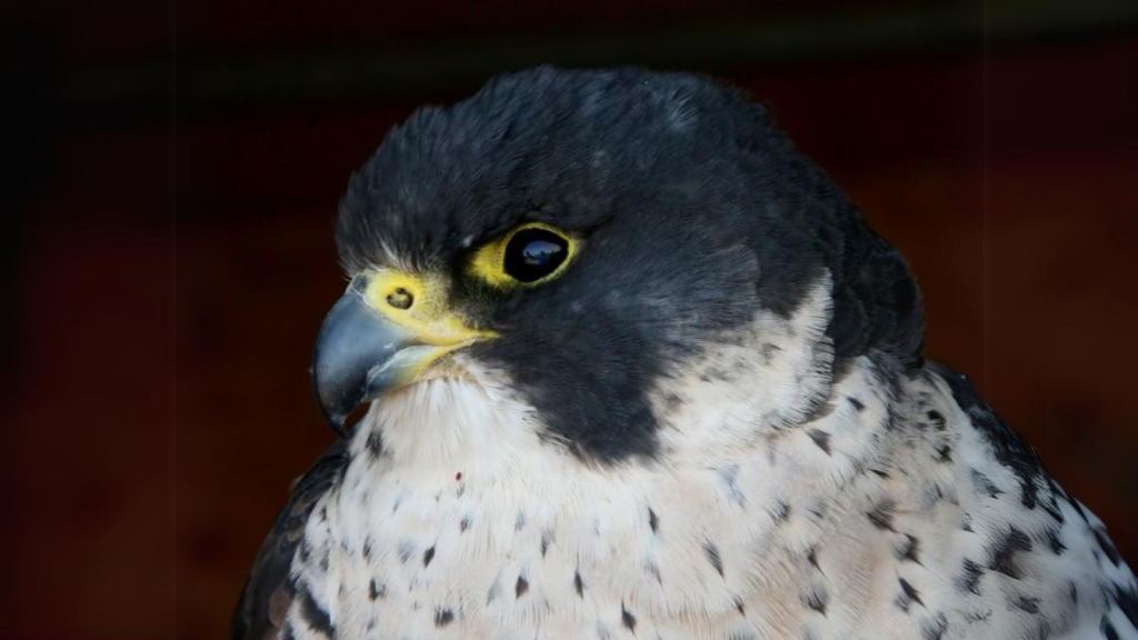 Peregrine Falcon | Incredible Eyesight