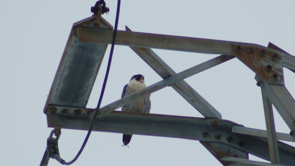 Peregrine Falcon | Urban Adaptors