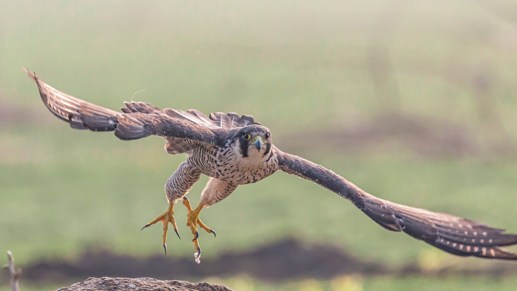 Peregrine Falcon | Masters of the Sky