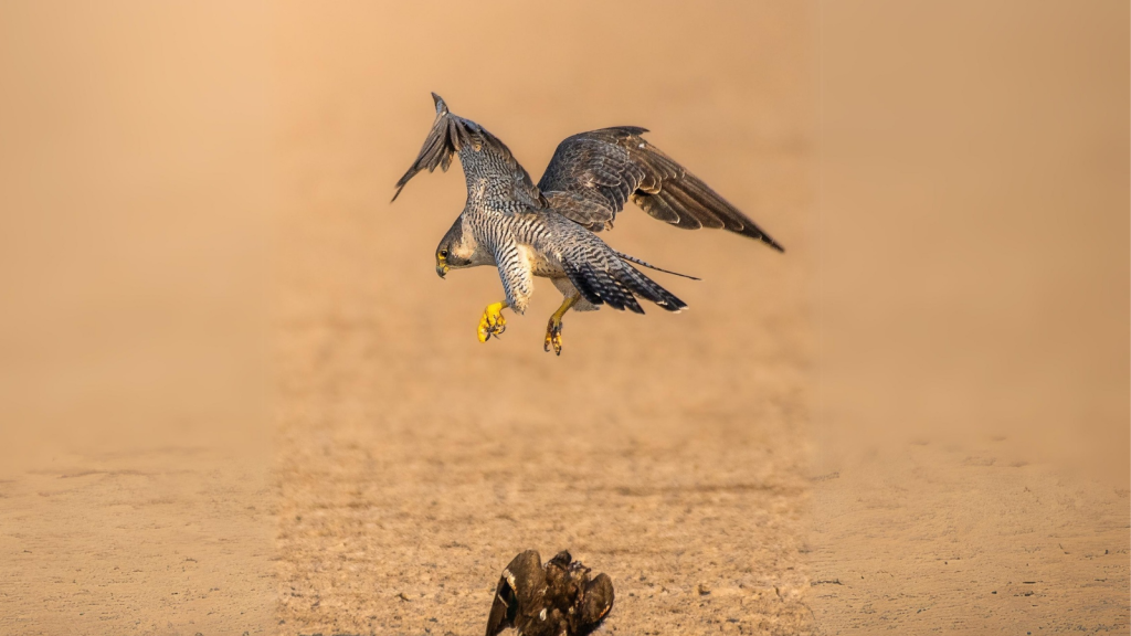 Peregrine Falcon | Powerful Hunters