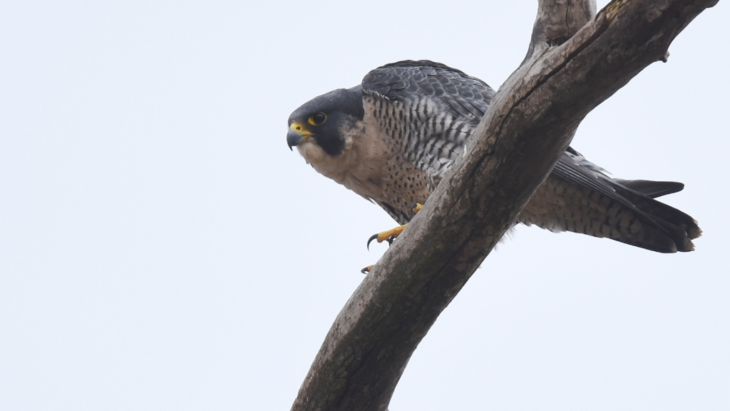 Peregrine Falcon | Comeback Kings