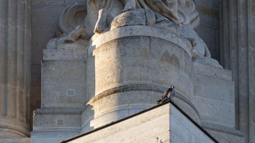 Peregrine Falcon | Global Travellers