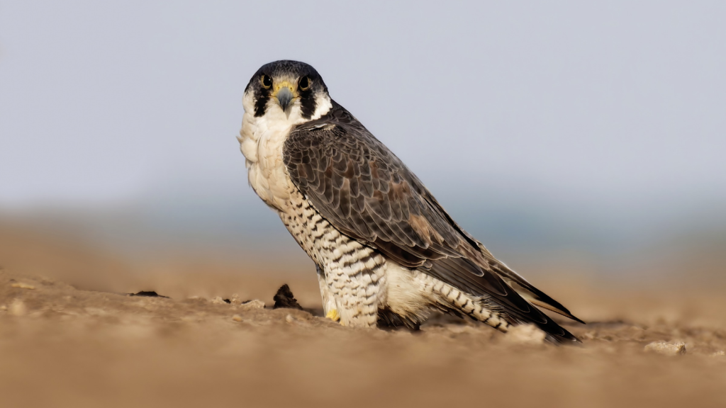 Peregrine Falcon | Ancient Connections