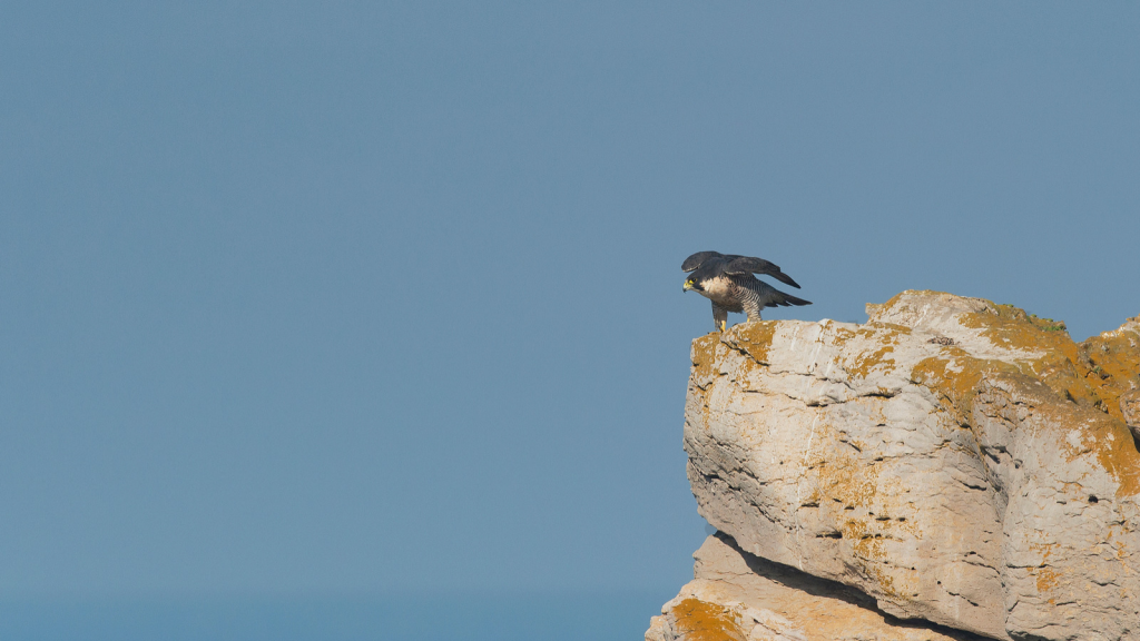 Peregrine Falcon | Aerial Acrobats