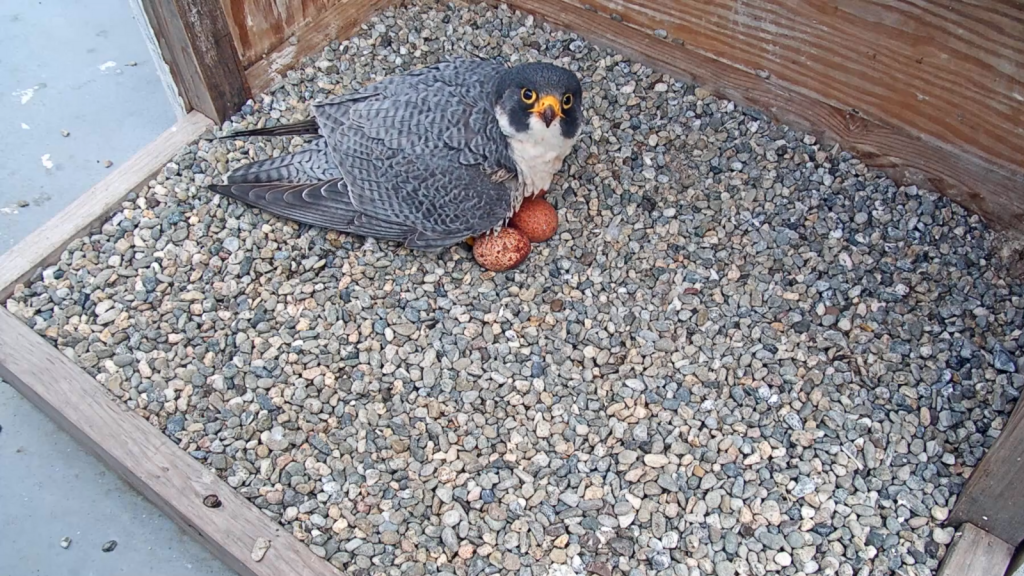 Peregrine Falcon | Devoted Parents