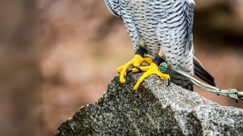 Peregrine Falcon | Specialized Feet