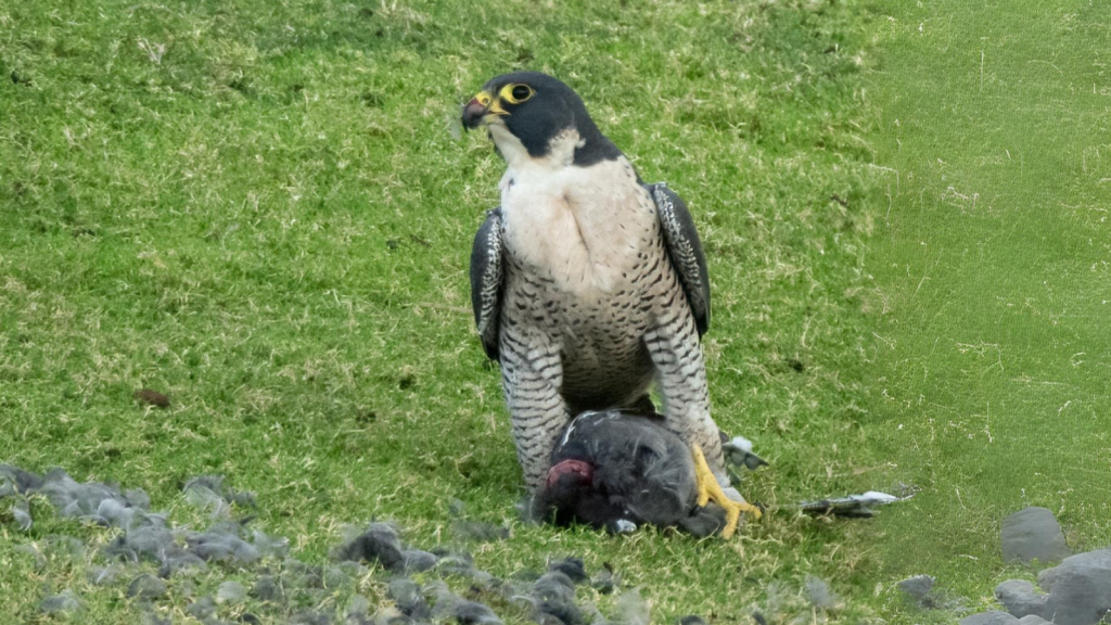 Peregrine Falcon | Varied Diet