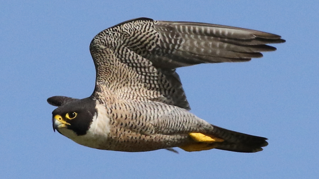 Peregrine Falcon | Extreme G-Forces