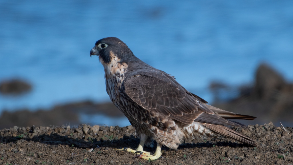 Peregrine Falcon | Exceptional Hearing