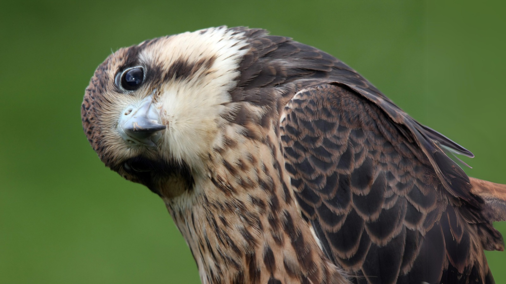 Peregrine Falcon | 15 Astounding Facts About the Peregrine Falcon, Nature's Speed Demon