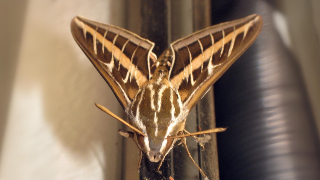 Badger Moth