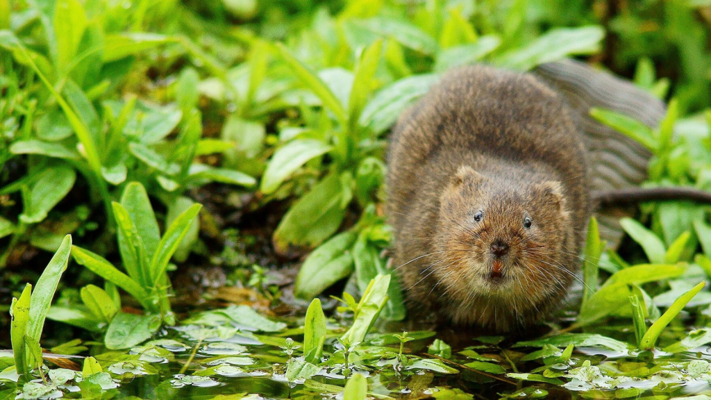 Water Vole