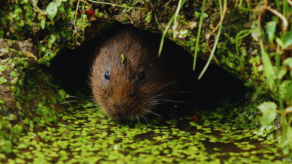 Water Vole | Night Shift: 15 Nocturnal British Creatures You Might Spot After Dark