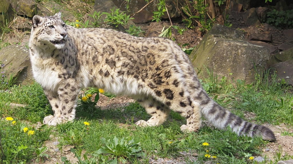 Snow Leopard