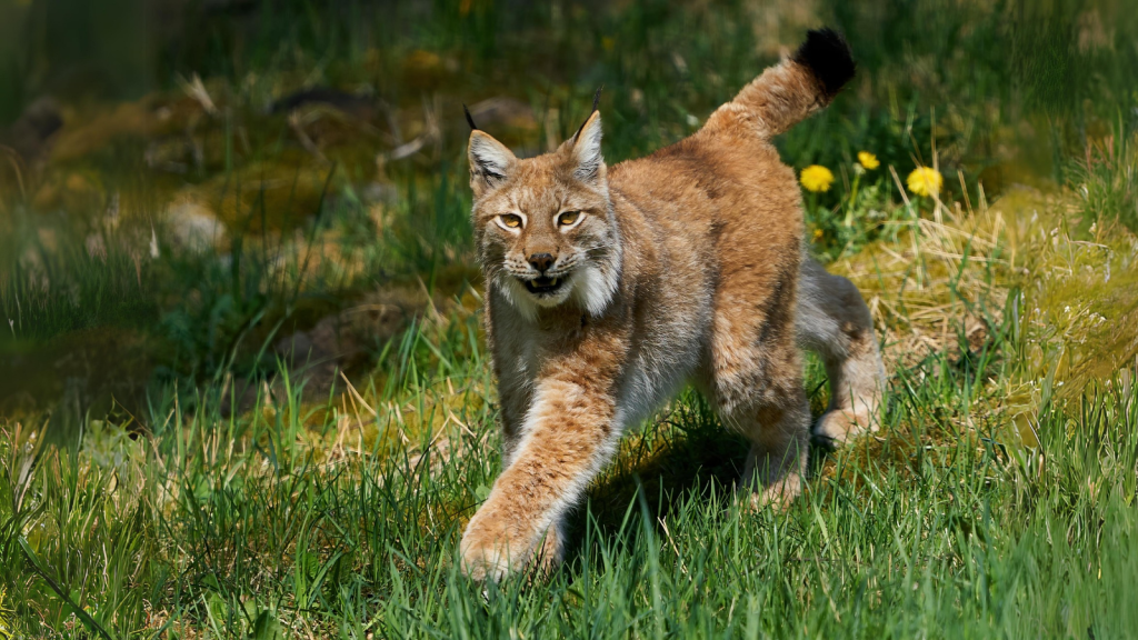 Eurasian Lynx | 15 Largest Cat Species Still Alive Today