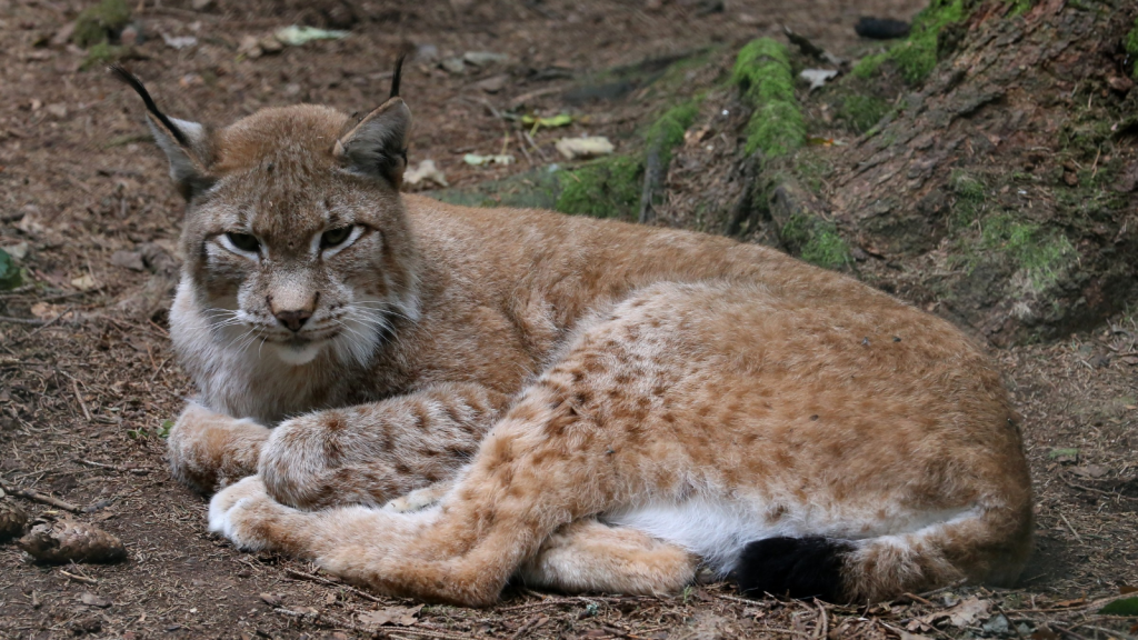 Eurasian Lynx