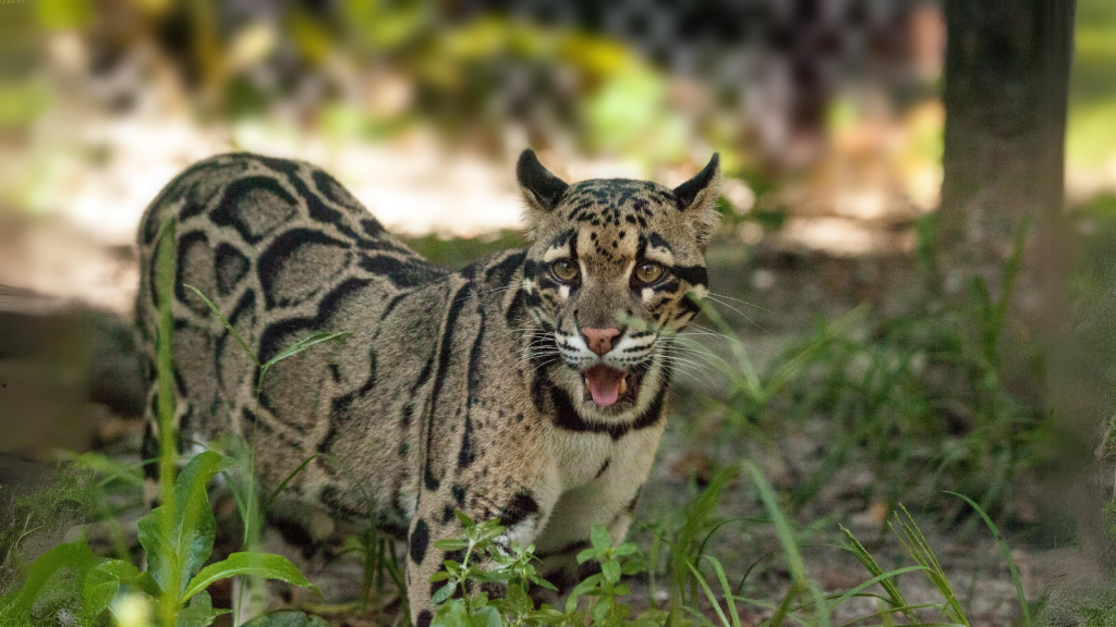 Clouded Leopard