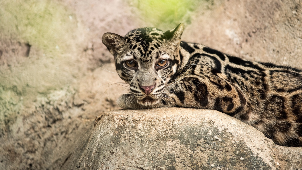 Sunda Clouded Leopard