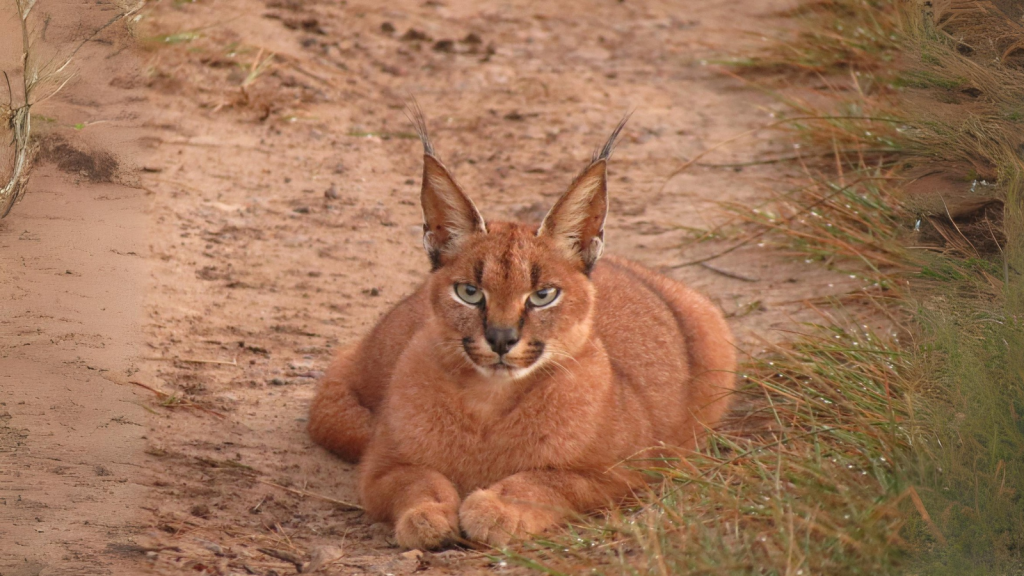 Caracal