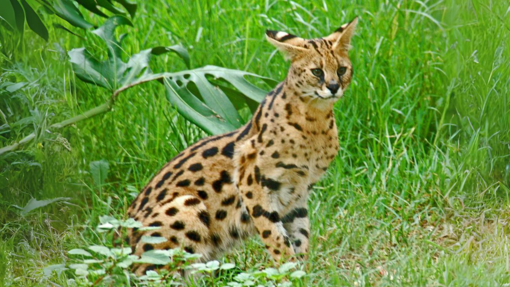 Serval