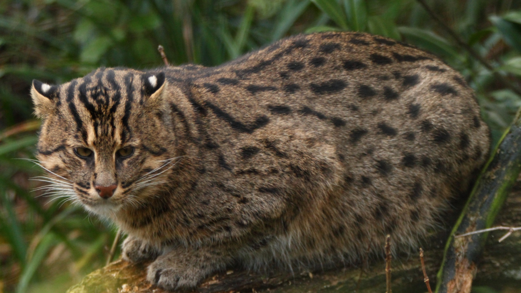 Fishing Cat