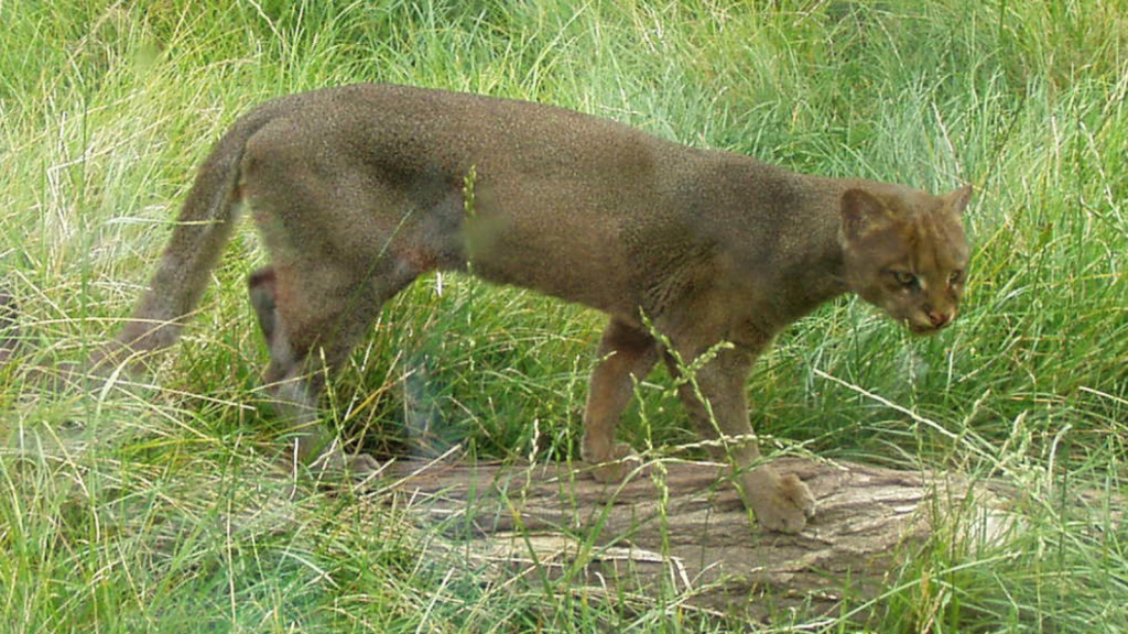 Jaguarundi