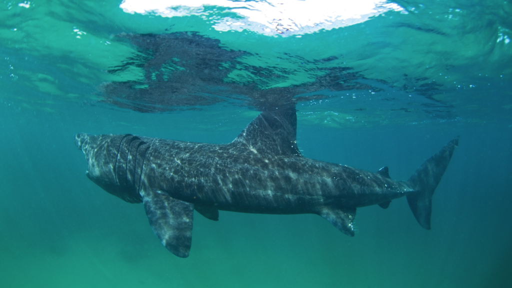 Basking Shark | Gentle Giants