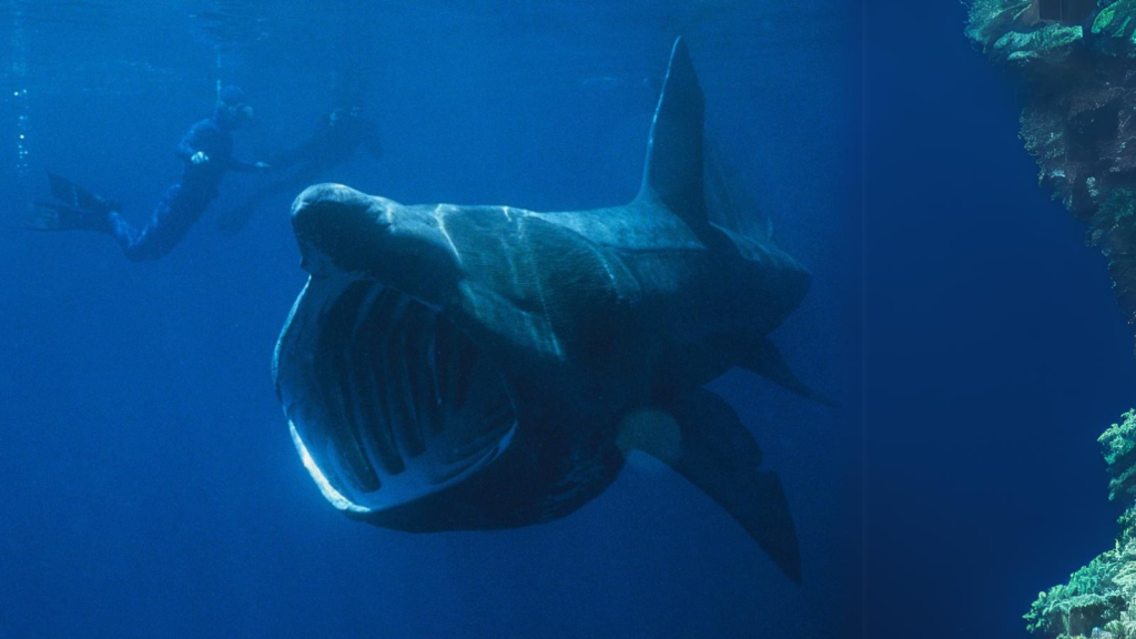 Basking Shark | Mysterious Migrations