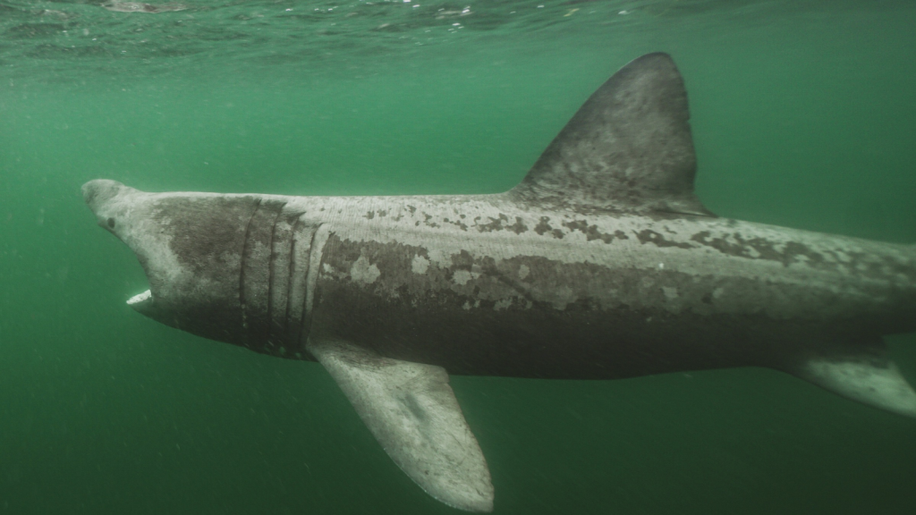 Basking Shark | Slow Growers