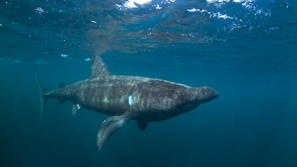 Basking Shark | Winter Mystery