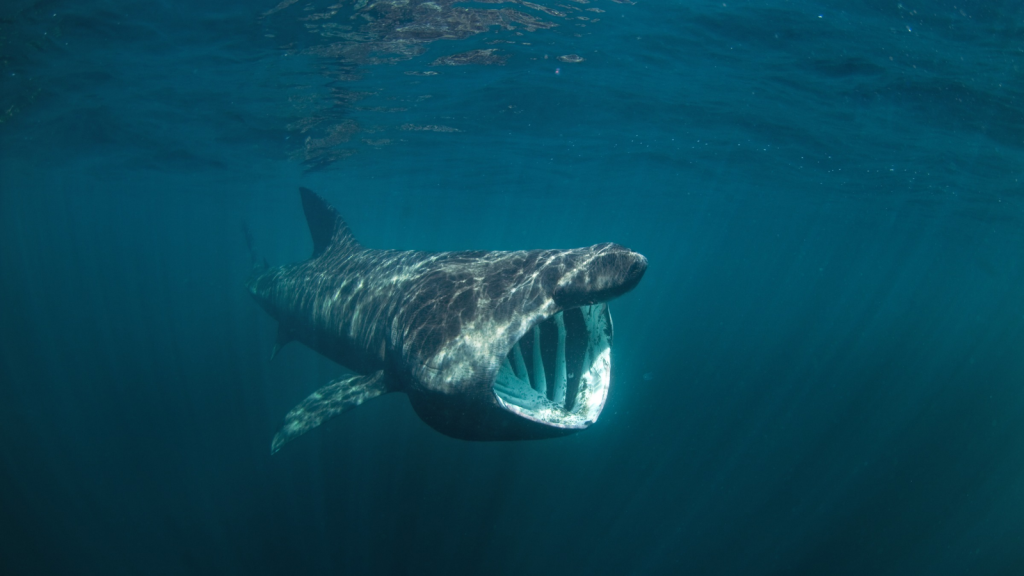 Basking Shark | Ancient Origins