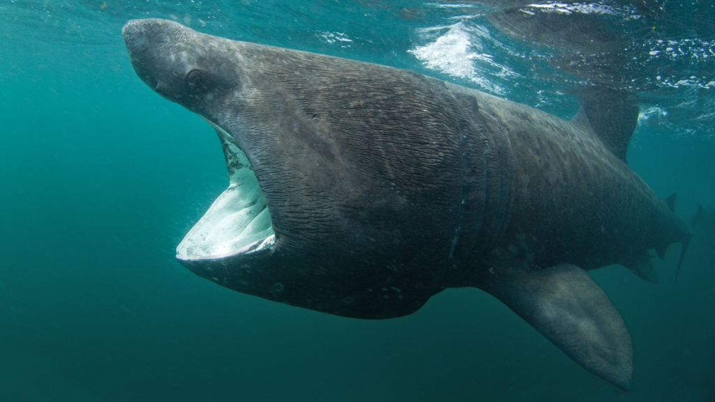 Basking Shark | Threatened Status