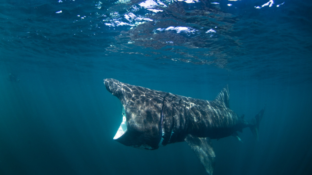 Basking Shark | Enormous Appetites