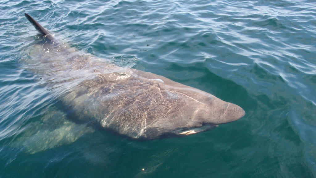 Basking Shark | Surprisingly Agile