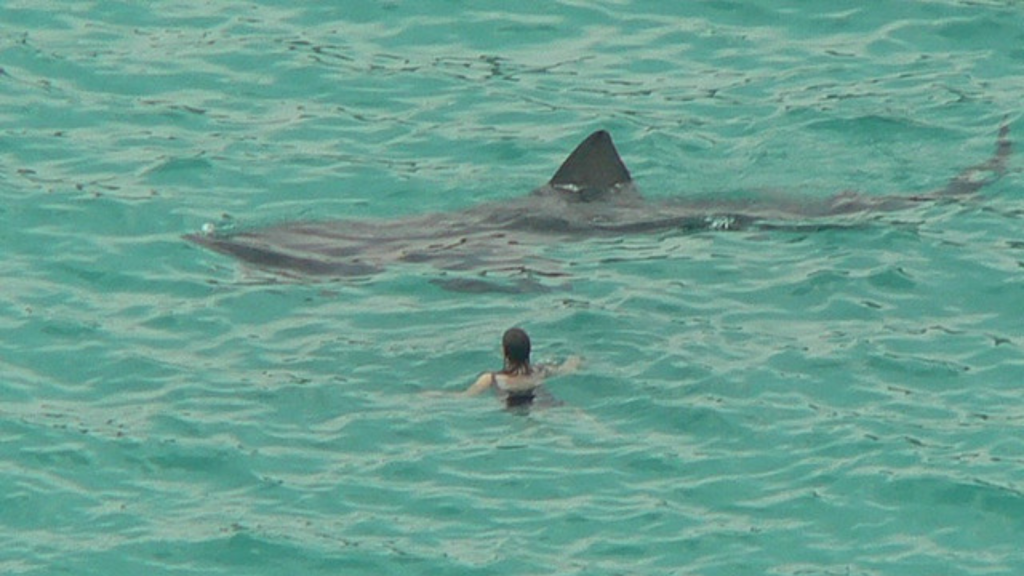 Basking Shark | Seasonal Visitors