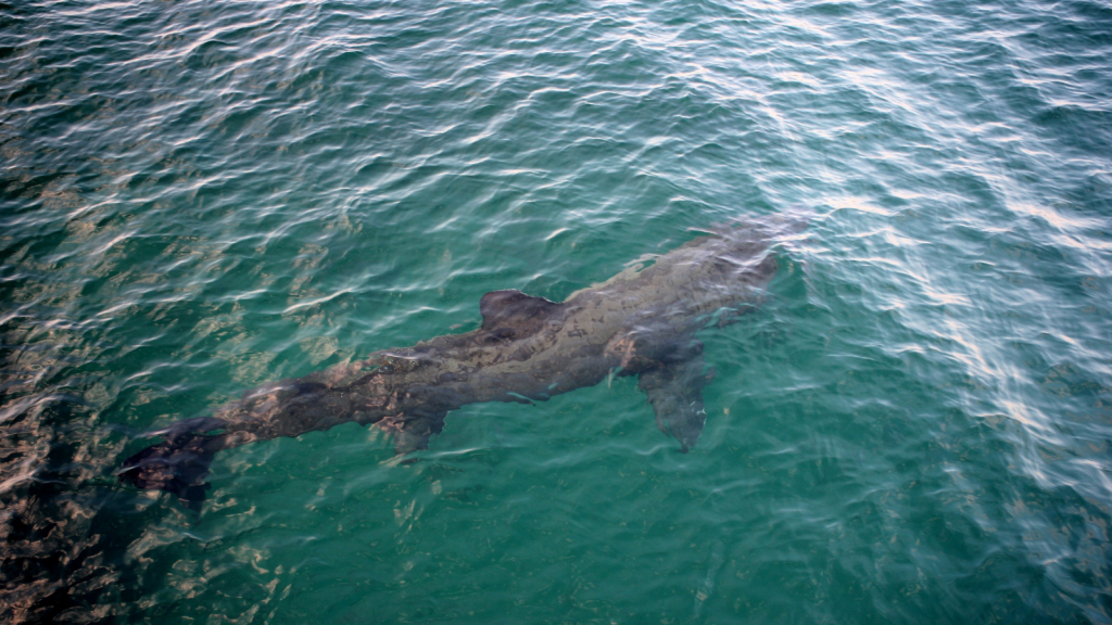 Basking Shark | Thermoregulation Experts