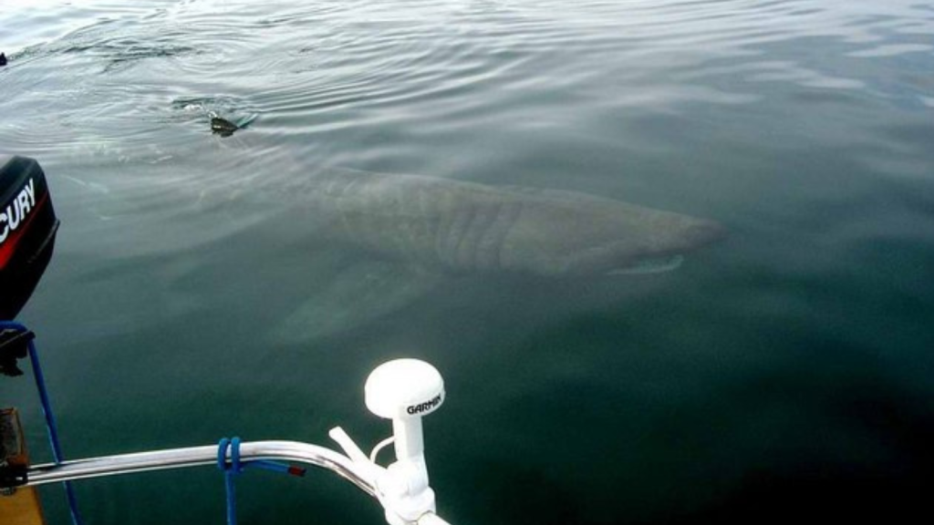 Basking Shark | Sluggish Swimmers