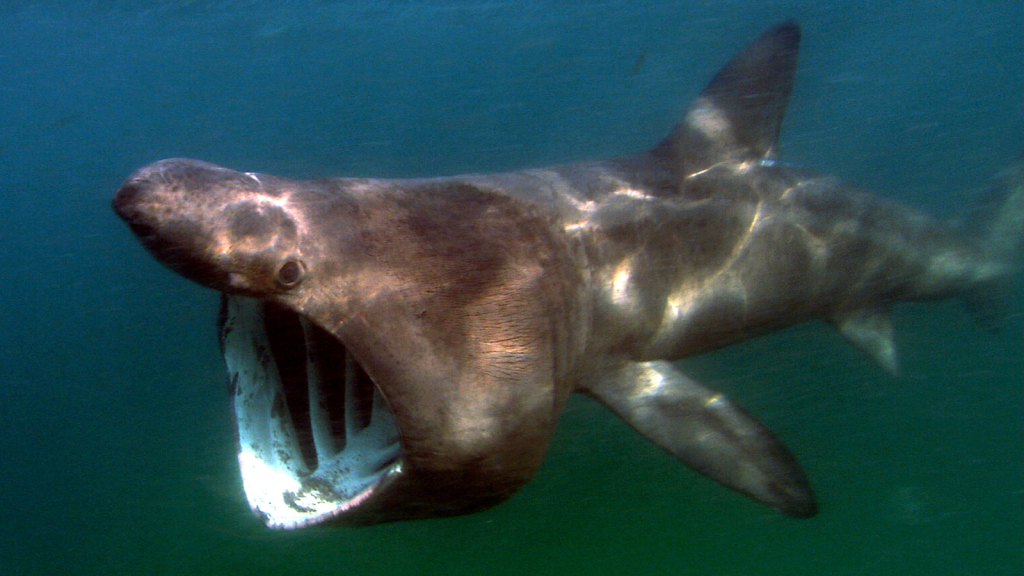 Basking Shark | Plankton Detectors