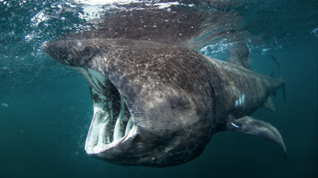 Basking Shark | Winter Mystery