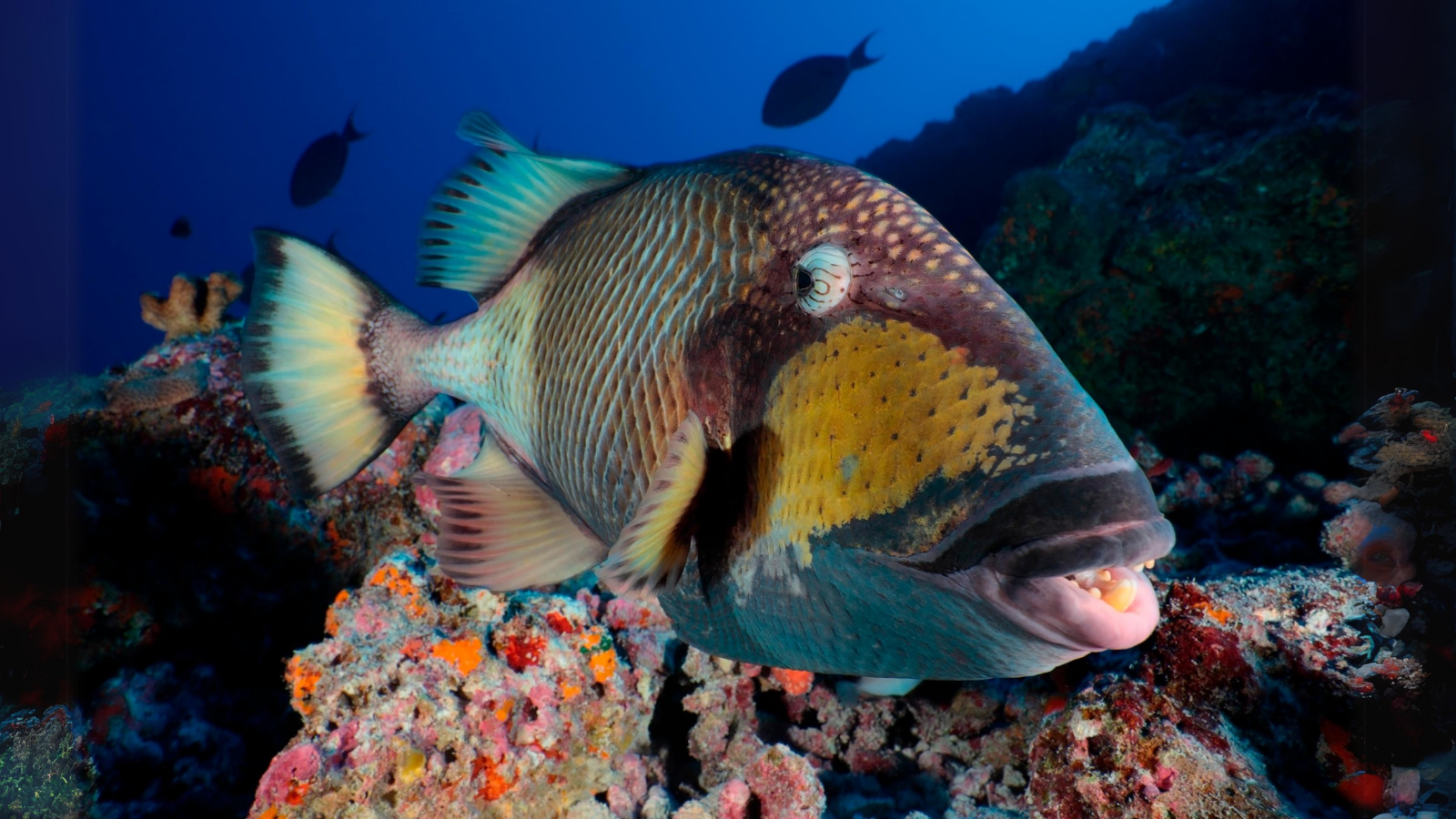 Triggerfish | 15 Creatures That Eat Sea Urchins