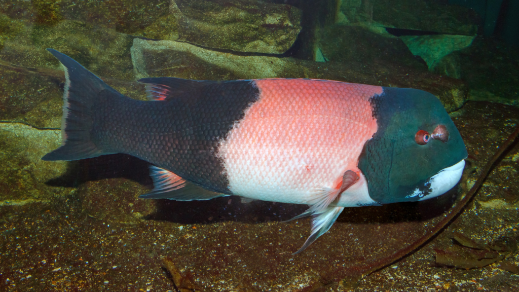 California Sheephead