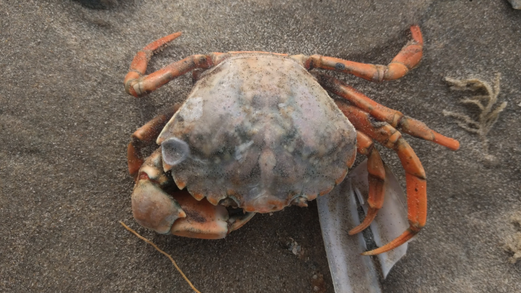 Crab