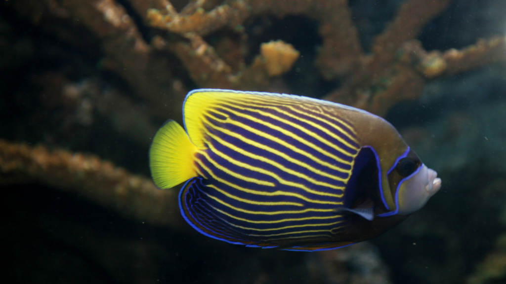 Emperor Angelfish