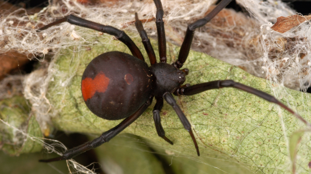 Australian Redback Spider