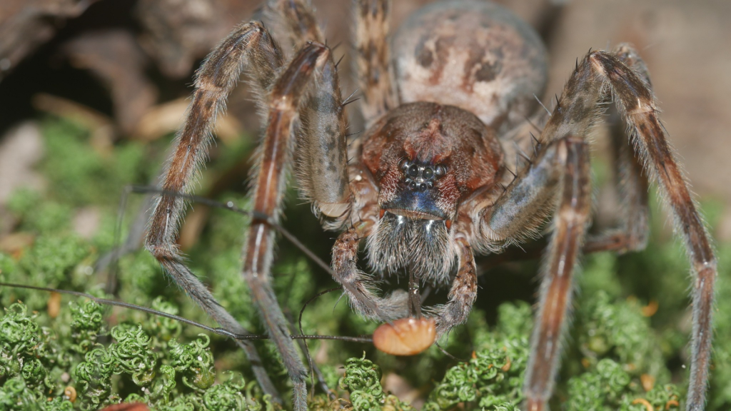 Dark Fishing Spider | Deadly Dates | 15 Creatures With Fatal Mating Habits